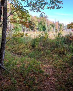 A Bad Little Trail Run Downeast Conservation Race Series 2019