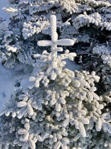 Bangor Outdoor Club Saddleback The Horn Winter Hike Rangeley Maine 