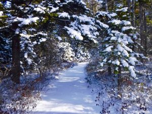 Great Pond Mountain Wildlands Orland Maine Winter Hike