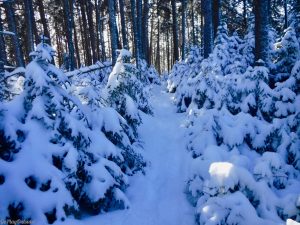 Greenville Moosehead Lake Area Little Moose Mountain Winter Snowshoe