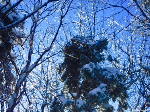 Greenville Moosehead Lake Area Little Moose Mountain Winter Snowshoe