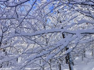 Greenville Moosehead Lake Area Little Moose Mountain Winter Snowshoe