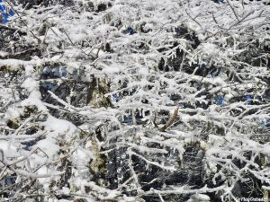 Greenville Moosehead Lake Area Little Moose Mountain Winter Snowshoe