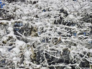 Greenville Moosehead Lake Area Little Moose Mountain Winter Snowshoe