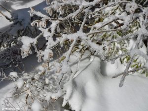 Greenville Moosehead Lake Area Little Moose Mountain Winter Snowshoe