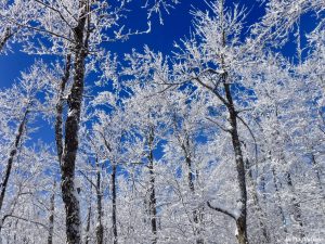 Greenville Moosehead Lake Area Little Moose Mountain Winter Snowshoe