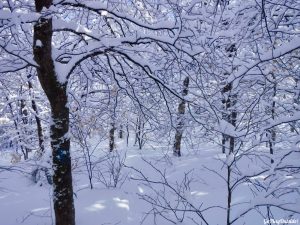 Greenville Moosehead Lake Area Little Moose Mountain Winter Snowshoe