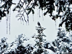 The Bigelows 4000 footers Avery Peak West Peak Maine Winter