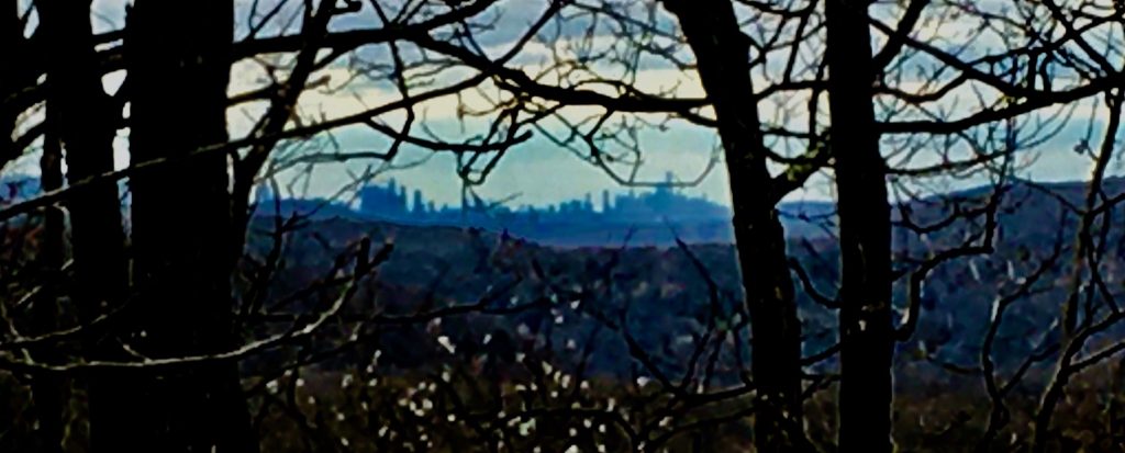 Tree framed view of the NYC Skyline