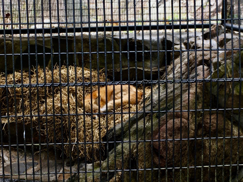 Fox Sleeping in Zoo